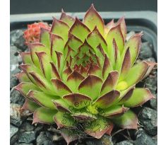 Sempervivum ARMENUM