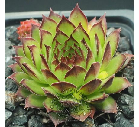 Sempervivum ARMENUM