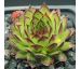 Sempervivum ARMENUM