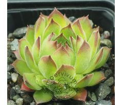 Sempervivum ARTVINENSE