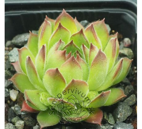 Sempervivum ARTVINENSE