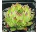 Sempervivum ARTVINENSE