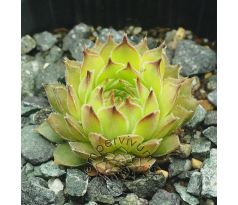 Sempervivum BREVIPILUM