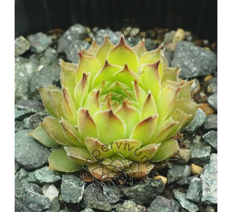 Sempervivum BREVIPILUM