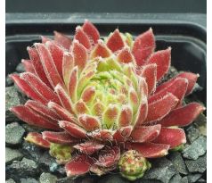 Sempervivum FÁZÉLV