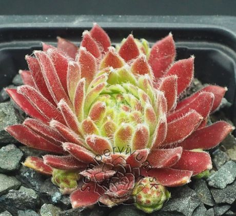 Sempervivum FÁZÉLV