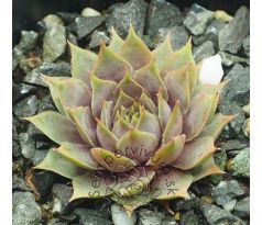 Sempervivum GALADRIEL