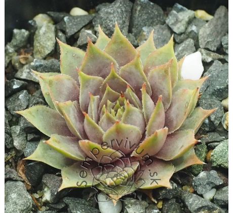 Sempervivum GALADRIEL