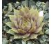 Sempervivum GALADRIEL