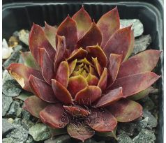 Sempervivum GANGSTER