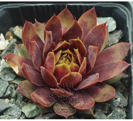 Sempervivum GANGSTER