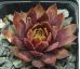Sempervivum GANGSTER
