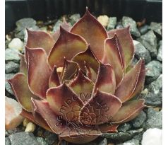 Sempervivum GELE KOMEET