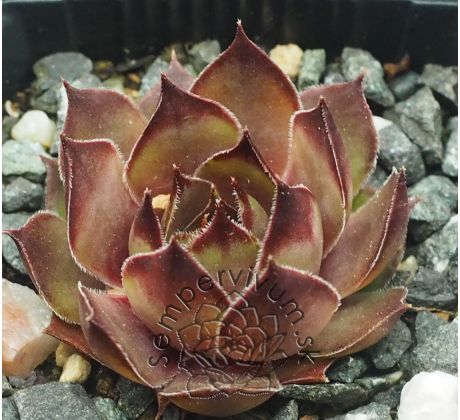 Sempervivum GELE KOMEET