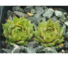 Sempervivum GOG