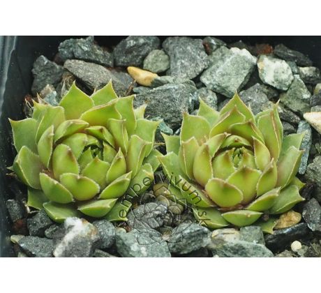 Sempervivum GOG