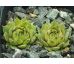 Sempervivum GOG