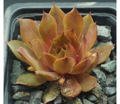 Sempervivum GOLDMARIE