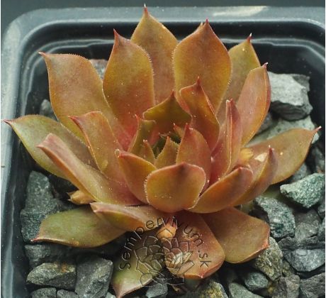 Sempervivum GOLDMARIE