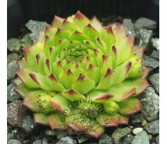 Sempervivum GREEN CARO