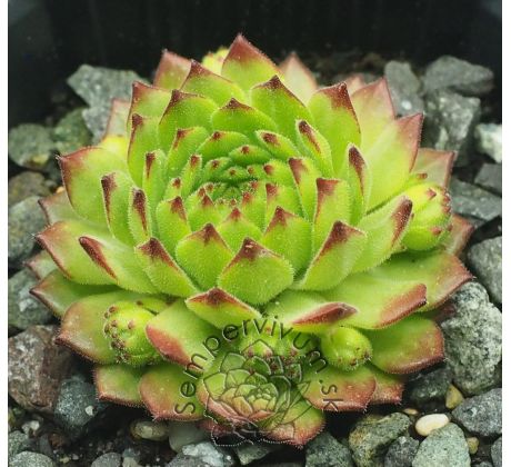 Sempervivum GREEN CARO