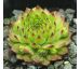 Sempervivum GREEN CARO