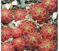 Sempervivum GWENFYL