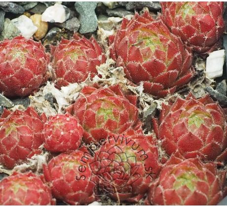 Sempervivum GWENFYL