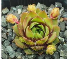 Sempervivum HOWARD AND SALLY WILLS