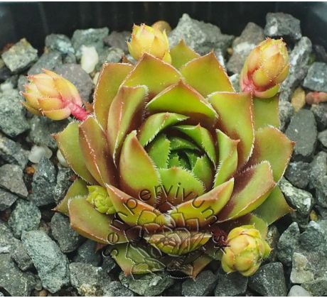 Sempervivum HOWARD AND SALLY WILLS