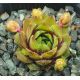 Sempervivum HOWARD AND SALLY WILLS