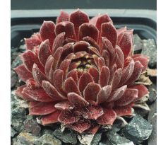 Sempervivum ILIKE