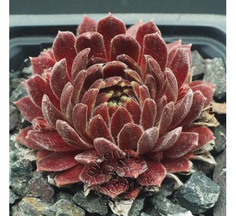 Sempervivum ILIKE