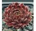 Sempervivum ILIKE