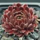 Sempervivum ILIKE