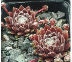 Sempervivum IN A TWIRL
