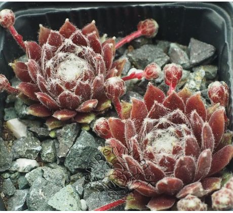Sempervivum IN A TWIRL