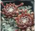 Sempervivum IN A TWIRL