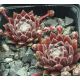 Sempervivum IN A TWIRL