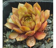 Sempervivum FERNANDA
