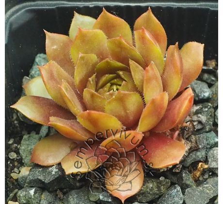 Sempervivum FERNANDA