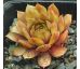 Sempervivum FERNANDA