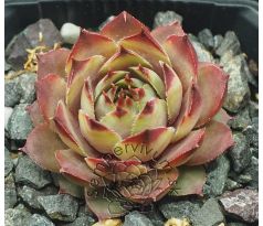 Sempervivum JUSTINE`S CHOICE
