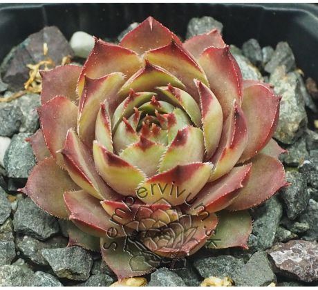 Sempervivum JUSTINE`S CHOICE