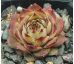 Sempervivum JUSTINE`S CHOICE