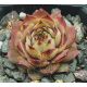 Sempervivum JUSTINE`S CHOICE