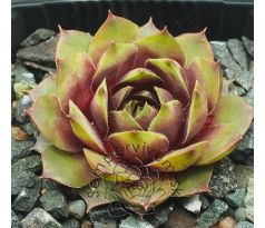 Sempervivum KIARA