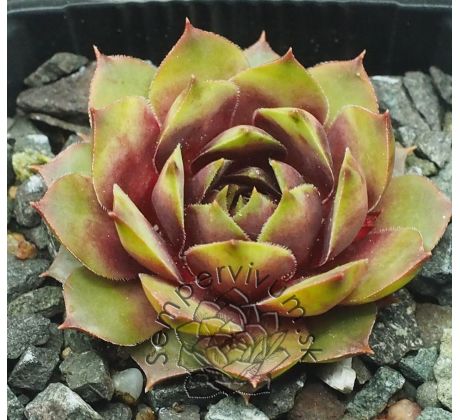 Sempervivum KIARA