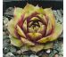 Sempervivum KIARA