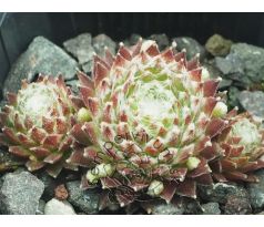 Sempervivum KOKO FLANEL